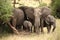 Elephants ðŸ˜ family in Tarangire national park